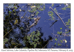 Giant Salvinia