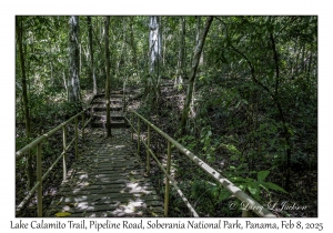 Trail