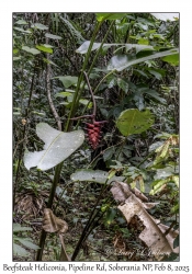 Beefsteak Heliconia