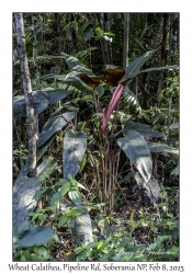 Wheat Calathea