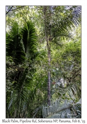 Black Palm