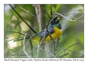 Black-throated Trogon male