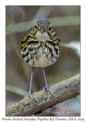 Streak-chested Antpitta