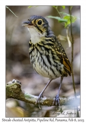 Streak-chested Antpitta