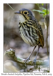 Streak-chested Antpitta