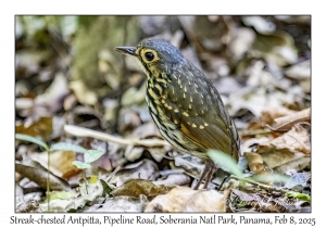 Streak-chested Antpitta