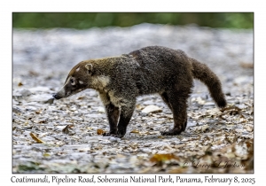 Coatimundi