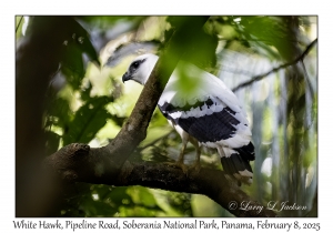 White Hawk