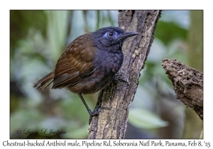 Chestnut-backed Antbird male