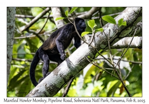 Mantled Howler Monkey