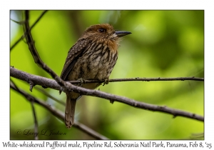 White-whiskered Puffbird male