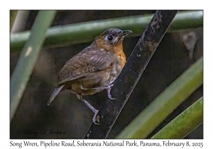 Song Wren
