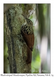Black-striped Woodcreeper