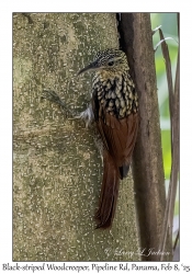 Black-striped Woodcreeper