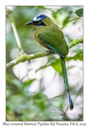 Blue-crowned Motmot