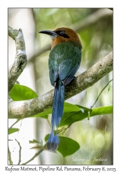 Rufous Motmot