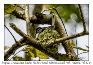 Tropical Gnatcatcher & nest