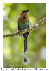 Rufous Motmot