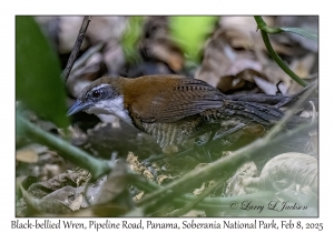 Black-bellied Wren