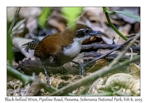 Black-bellied Wren