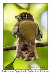 Black-throated Trogon female