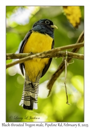 Black-throated Trogon male