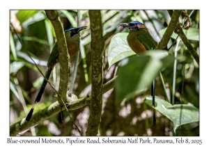 Blue-crowned Motmots