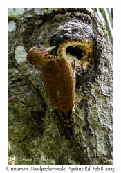 Cinnamon Woodpecker male