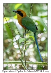 Rufous Motmot