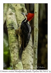Crimson-crested Woodpecker female