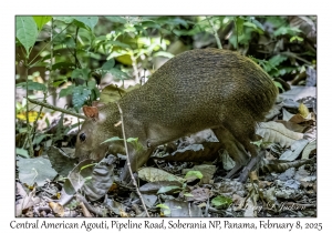 Central American Agouti