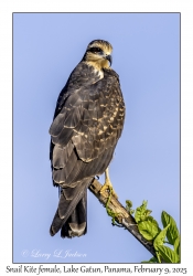 Snail Kite female
