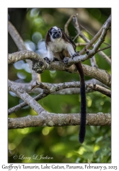 Geoffroy's Tamarin