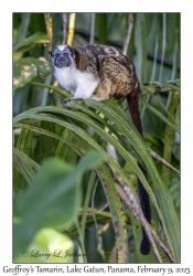 Geoffroy's Tamarin