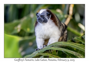 Geoffroy's Tamarin
