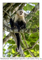 Panamanian White-faced Capuchin