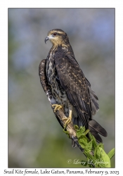 Snail Kite female