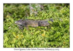 Green Iguana