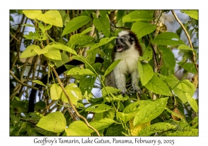 Geoffroy's Tamarin