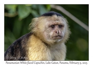 Panamanian White-faced Capuchin