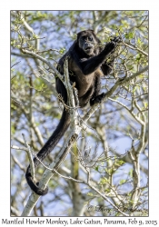 Mantled Howler Monkey