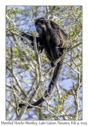Mantled Howler Monkey