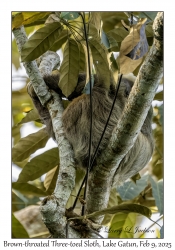 Brown-throated Three-toed Sloth