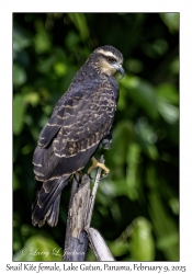 Snail Kite female