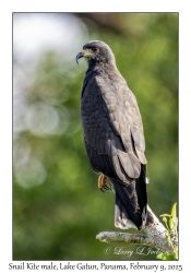 Snail Kite male