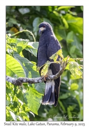 Snail Kite male