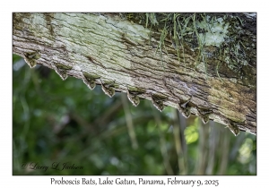 Proboscis Bats