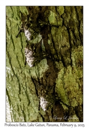 Proboscis Bats