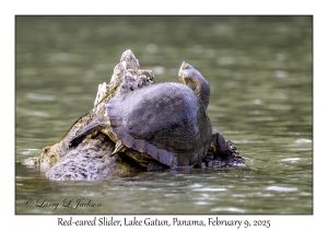Red-eared Slider