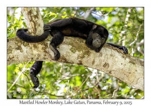 Mantled Howler Monkey